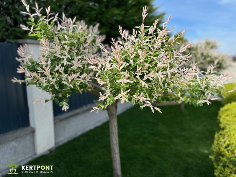 Magastörzsű tarkalevelű japán fűz (Salix integra) kertben